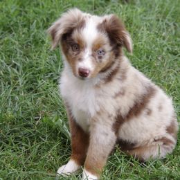 Miniature Australian Shepherds and Pomeranians from White Oak Aussies