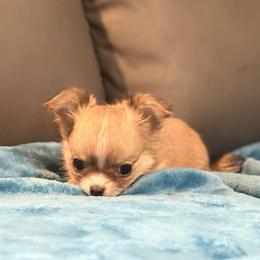 SOLD - Red and white female Chihuahua puppy in Strawberry, Arkansas from Strawberry River Chihuahuas