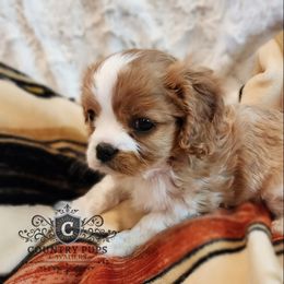 Cavalier King Charles Spaniel Puppies from Country Pups Cavaliers