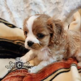 Cavalier King Charles Spaniel Puppies from Country Pups Cavaliers