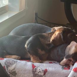 Dachshund Puppies from HollieSue Dachshunds