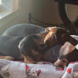 Dachshund Puppies from HollieSue Dachshunds