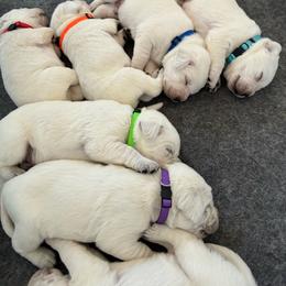 Boy 3 - Yellow male Labrador Retriever puppy in Santa Clarita, California from Five Star Labradors