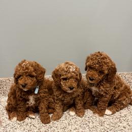 Bernedoodle, Goldendoodle, and Poodle Puppies from 4goldendoodles