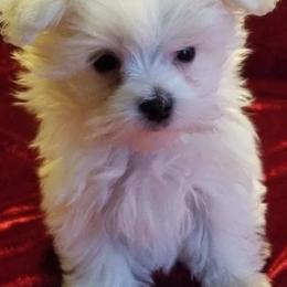 Maltese and Shih Tzus from Pamspups