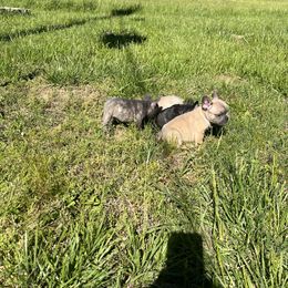 French Bulldog Puppies from Boone County Bulldogs