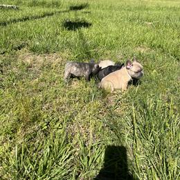 French Bulldog Puppies from Boone County Bulldogs