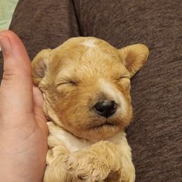 Pink girl - Fawn and white Sheepadoodle puppy in Agency, Missouri from Millies Legacy Farm