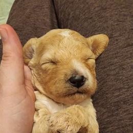 Pink girl - Fawn and white Sheepadoodle puppy in Agency, Missouri from Millies Legacy Farm