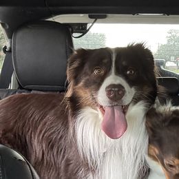 Hickory - Australian Shepherd