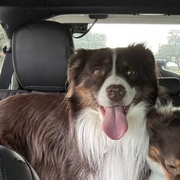 Hickory - Australian Shepherd