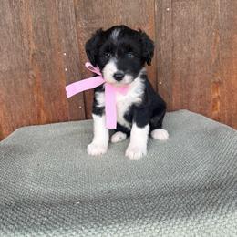 Sandy - Black tri-color female Aussiedoodle puppy in Eastland, Texas from H5 Mini Doodles