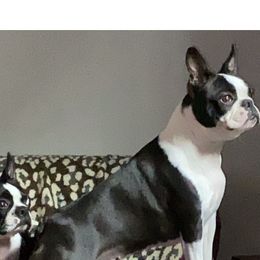 Emma - Boston Terrier