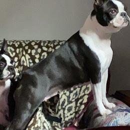Emma - Boston Terrier