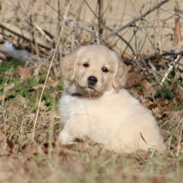 Golden Retriever Puppies from Golden Barnes Kennel