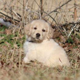 Golden Retriever Puppies from Golden Barnes Kennel