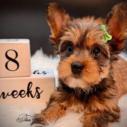 Chocolate girl - Chocolate and tan female Yorkshire Terrier puppy in Machesney Park, Illinois from Three Yorkie Family