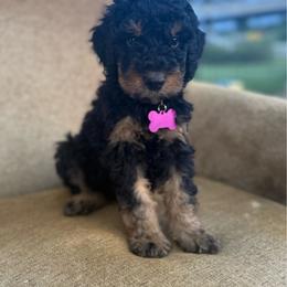 Purple collar female - Phantom female Bernedoodle puppy in Scottsboro, Alabama from Dixie Land Doodles