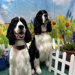 English Springer Spaniel puppies from Springers Of Oz