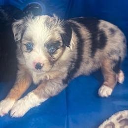 Gema - Blue merle female Toy Australian Shepherd puppy in Alabaster, Alabama from Bama Belle Aussies
