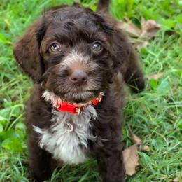 Adventure- potty trainjng started - Chocolate male Australian Labradoodle puppy in Connersville, Indiana from Dessie's Doodles