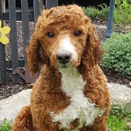 Poodles from Tales Of Joy
