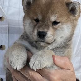 Boy 1 - Red male Shiba Inu puppy in Nampa, Idaho from Hillsdale Shiba Inu