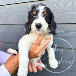 Aqua - Tri-color female Bernedoodle puppy in Rockwall, Texas from Glory Doodles