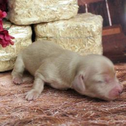 Benton - Cream male Dachshund puppy in Pace, Florida from Shoebox Doxie’s