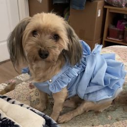 ROSE OR Rosie - Havanese