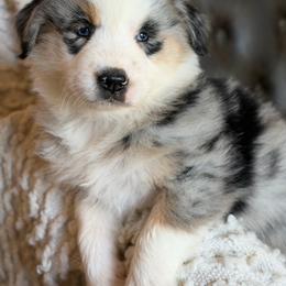Cosmo-has tail-many videos - Blue merle male Australian Shepherd puppy in Troy, South Carolina from Australian Shepherds of 3/W Farms