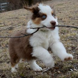 Miniature American Shepherds from Circle A Farm