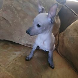 Cassie - Bronze Peruvian Inca Orchid puppy in Waldron, Arkansas from Gryphon Lane Dachshunds and PIOs
