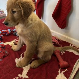 Golden Retriever Puppies from Golden Breed