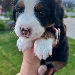 Bernese Mountain Dog Puppies from Cocos Puppy Tales