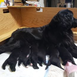 Newfoundland Puppies from Crossroads Newfoundlands