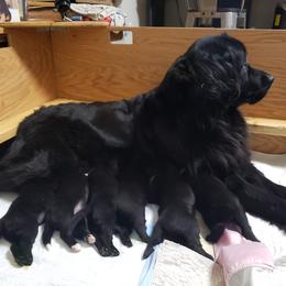 Newfoundland Puppies from Crossroads Newfoundlands
