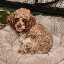 Cavapoos from City Creek Cavapoos