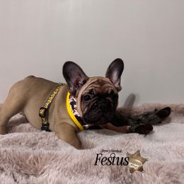 French Bulldog Puppies from Elite Sweet Frenchies