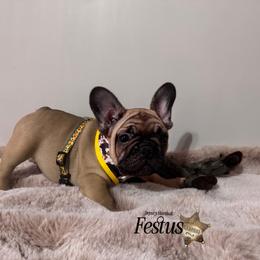 French Bulldog Puppies from Elite Sweet Frenchies
