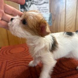 Boy 1: Jack - Parti male Yorkshire Terrier puppy in Bear Creek, North Carolina from Yorkie Time