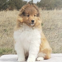Shetland Sheepdog Puppies from Enlia Shelties