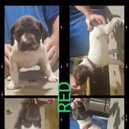 Red girl - Liver and white female German Shorthaired Pointer puppy in Cadiz, Kentucky from Jenny Ridge Kennels