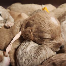 Savannah - light pink collar - Caramel cream female Labradoodle puppy in Fostoria, Michigan from North Country Kennel Club