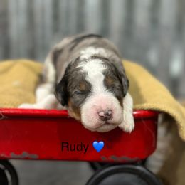 Rudy - Blue merle male Bernedoodle puppy in El Campo, Texas from Little Fur Friends Bernedoodles