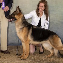 Winona - German Shepherd