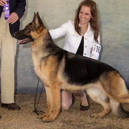 Winona - German Shepherd