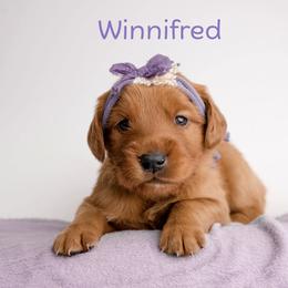 Winifred - Dark golden female Golden Retriever puppy in Buhl, Idaho from Atkinson's Goldens