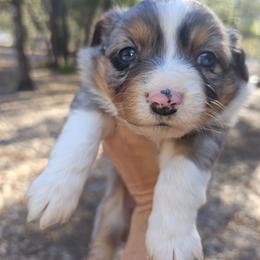 Valentina - Blue merle female Miniature Australian Shepherd puppy in Dunnellon, Florida from Ever After Mini Aussies