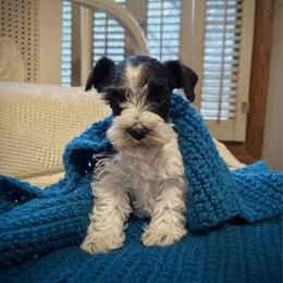 Spicey - Parti female Miniature Schnauzer puppy in Oneida, Tennessee from Saving Grace